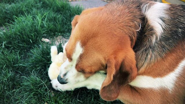A tricolor dog is enthusiastically gnawing a piece of cotton wool on a green lawn. A high quality. Close-up. Horizontal video