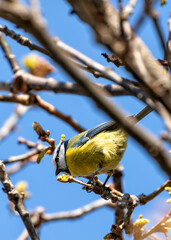 Blue Tit (Cyanistes caeruleus) - Found throughout Europe and parts of Asia - 791131115