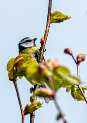 Blue Tit (Cyanistes caeruleus) - Found throughout Europe and parts of Asia - 791131121