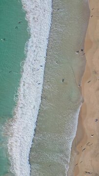 Aerial shot of surfers on a sunny beach waiting for waves