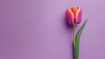 Single pink tulip against purple background