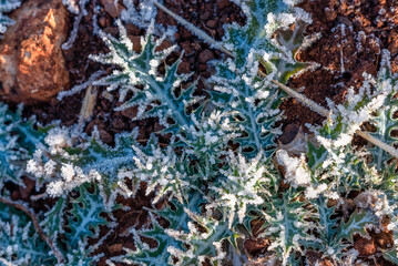 Frost on Mexican Poppy broadleaf weed