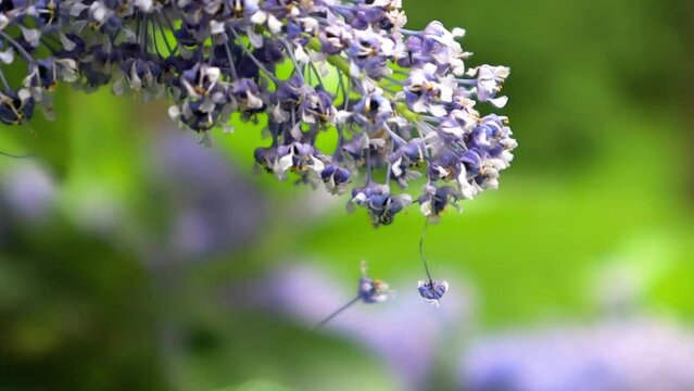 Ceanothus or Redbark Latin Ceanothus in a spring garden. Blue flowers with small buds on the branches with fresh green leaves of a shrub or tree.