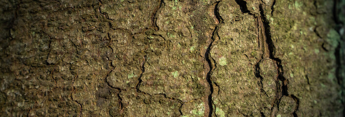Natural tree bark close-up, stock photo