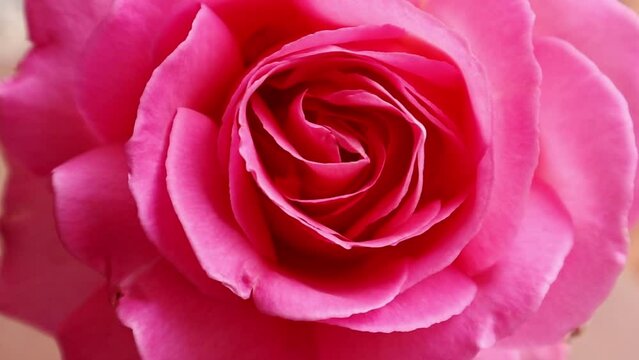 Floral bouquet for Saint Valentine's Day. Gently aromatic pink rose flower bud. Fresh pinky rosebud in vase Spring, summer garden, rosarium flowers. 