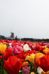 Tulip fields, flowers,Netherlands 
