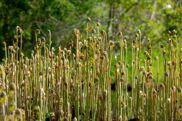Selective focus young curl, roll or fold of Royal fern growing along swamp or pond in the park, Osmunda regalis is a species of deciduous fern in the family of Osmundaceae, Nature greenery background.