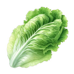 A green leafy vegetable with a white stem - obrazy, fototapety, plakaty