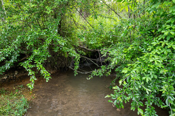 Lush green foliage surrounds a small murky creek, with a bubbling spring partially hidden by the overhanging branches. 