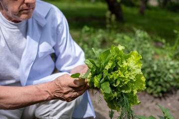 Man inspecting freshly picked lettuce and herbs in a garden, the image highlighting personal...
