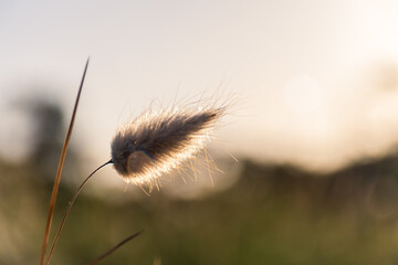 Isolated flower of hare's tail shrub against the backlight of a sunny sunset.