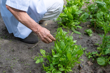 Close up of a senior mans hands gently touching young plants represents nurturing and growth in a...