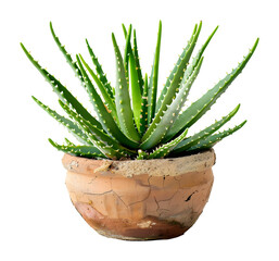 Indoor plant in pot, front view, isolated on a transparent background. PNG