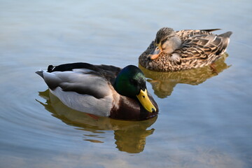 Two ducks in the water