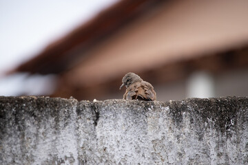 Columbina talpacoti. Purple dove is a columbiform bird in the Columbidae family.