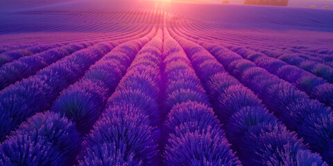 Sunset over a violet lavender field. France lavender fields.