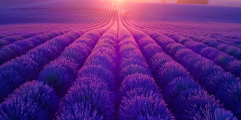 Foto op Canvas Sunset over a violet lavender field. France lavender fields. © Hunman