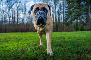 2024-02-20 A LARGE FAWN COLORED BULLMASTIFF WALKING TOWARDS THE CAMERA WITH BRIGHT EYES AND A WRINKLY FACE AND A GRASS AND TREE LINED BACKGROUND ON MERCER ISLAND WASHINGTON
