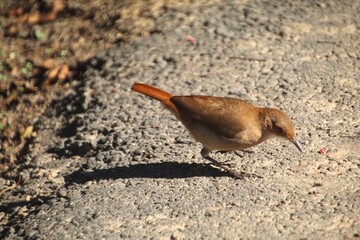 ave joão de barro - Furnarius rufus 