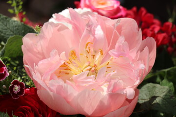 Big Pink Peony in full bloom - 791151586