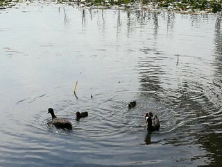 Patos felices con bebes