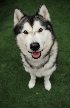 Alaskan Malamute sitting on grass looking up