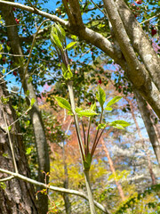コシアブラ 春の山菜の女王