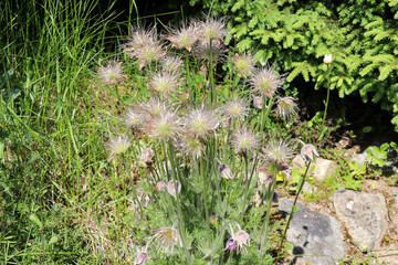 Beautiful, faded flowers of the meadow pasque flower, Pulsatilla pratensis 