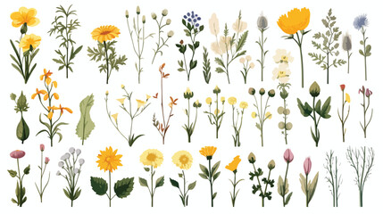 Collection of different medical herbs wild flower o