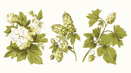 Collection of elegant botanical drawings of hop par - obrazy, fototapety, plakaty