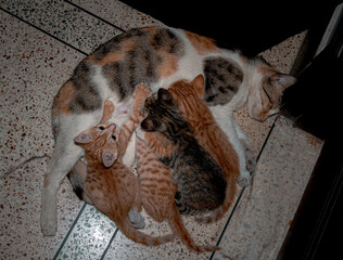 Grey mother cat nursing her babies kittens, close up
