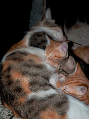 mother cat nursing her babies kittens, close up