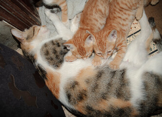 Cat Nursing her Kittens