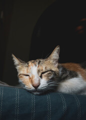 cat on the couch