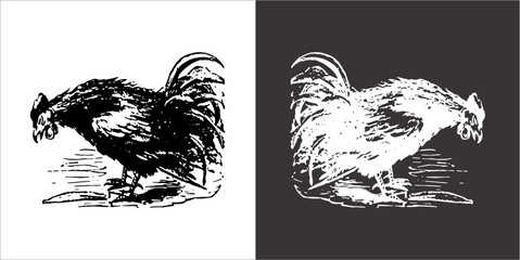 Illustration vector graphics of cock icon