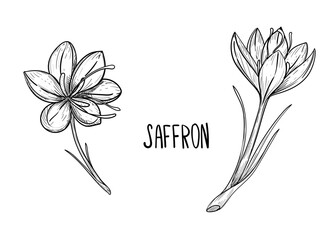 Hand drawn sketch black and white illustration of saffron flowers, crocus, leaf. Vector illustration. Elements in graphic style label, sticker, menu, package. Engraved style illustration.