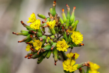 黄色く可愛い花をつけるオニタビラコ