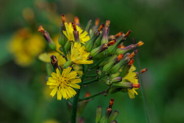 黄色く可愛い花をつけるオニタビラコ