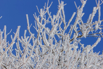 ice covered branches