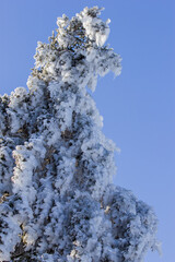 ice covered blue spruce tree