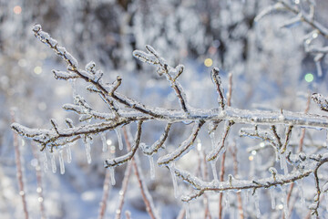 icy branch