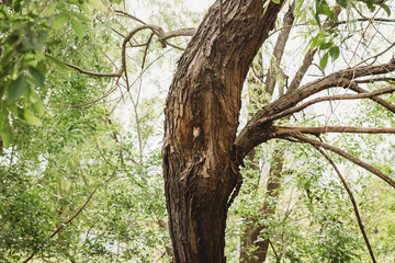 Squirrel Hiding in Tree