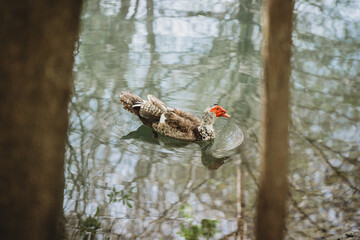 Goose Swimming in Water