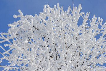 frost covered tree