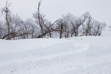 Fototapeta na wymiar frosty trees with drifted snow