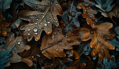 Leaves Covered in Water Droplets