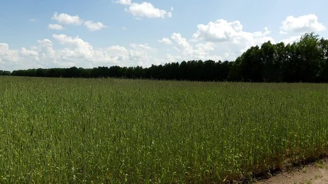 Rye field. Sowing or cultivated rye (Secale cereale) is an annual or biennial herbaceous plant, species of genus Rye (Secale) of family Myatlikovye (Cereals). There are winter and spring forms of rye.
