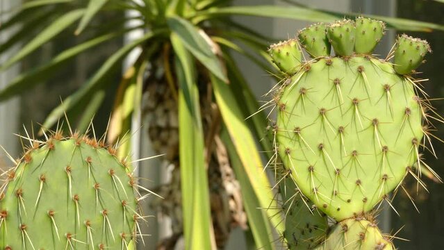 Opuntia engelmannii is prickly pear common across south-central and Southwestern United States and northern Mexico. Common names: including cows tongue cactus, cow tongue prickly pear.
