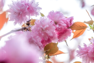 茨城県那珂市　静峰ふるさと公園の八重桜咲く春の風景