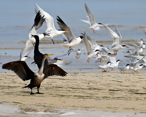 Cormorant, Seagulls, royal tern and common tern